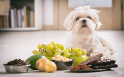 Cosa NON possono mangiare i cani: 15 alimenti vietati